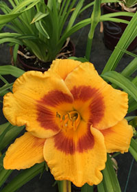 Hemerocallis x 'Fooled Me'